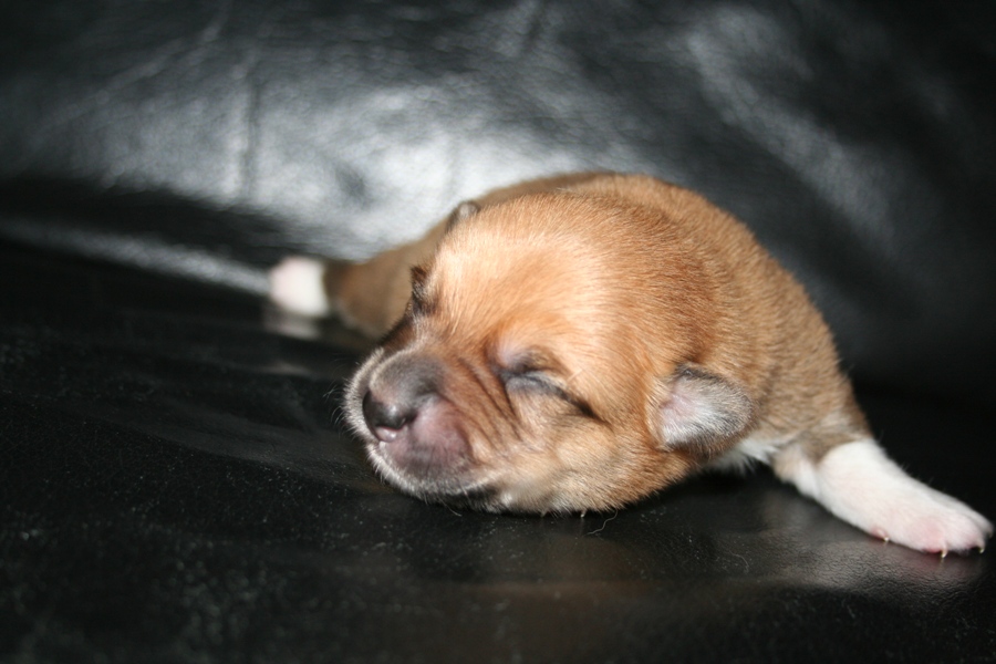 Puppies